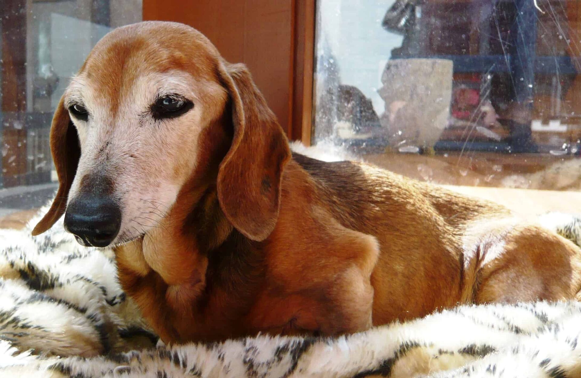 bad breath in old dogs