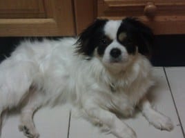 destructive chewing in dogds