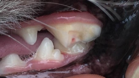 slab fracture dog tooth