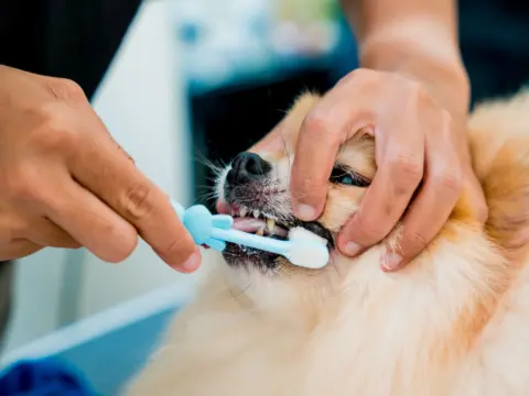 A Vet Cleans Pomeranian Dog's Teeth