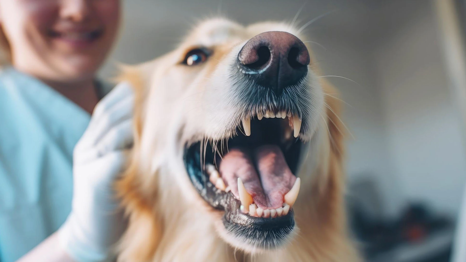 Happy Pain Free Dog with a big smile.