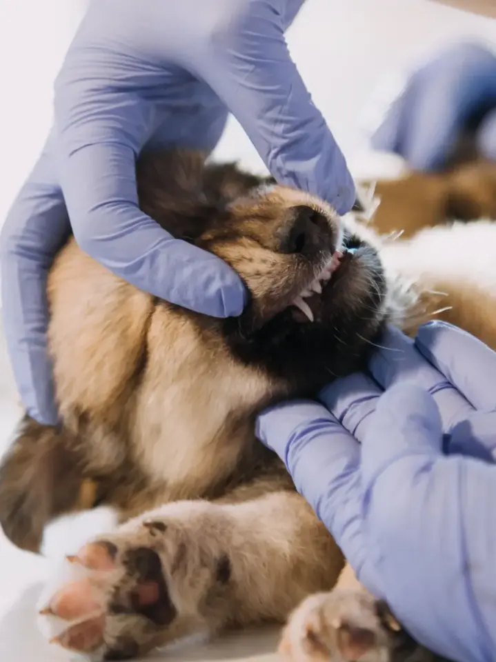 Checking a dog's breath